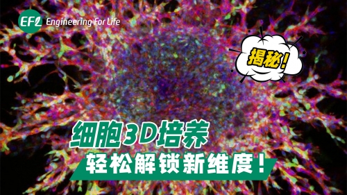 细胞3D培养 轻松解锁新维度