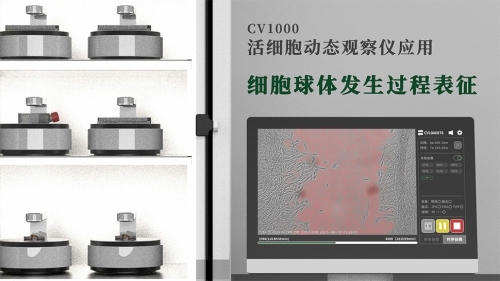 细胞球体发生过程表征