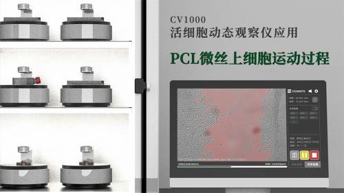 PCL微丝上细胞运动过程