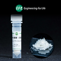 甲基丙烯酰化明胶交联微球Gelatin Methacryloyl Crosslinked Microsphere；GelMA交联微球；EFL-MS-C-GM系列