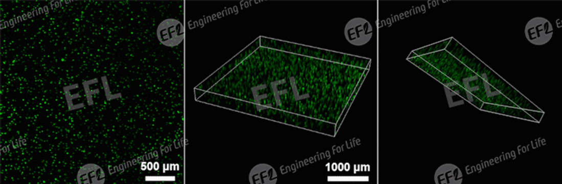 图片6.gif